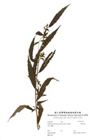 藏品(臺灣馬藍)的圖片